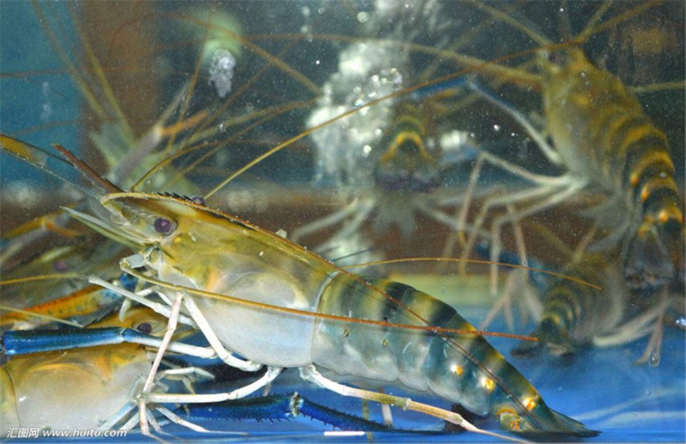 江苏出现"超级虾",最大能长到1斤,肉质q弹紧实,比小龙虾好吃