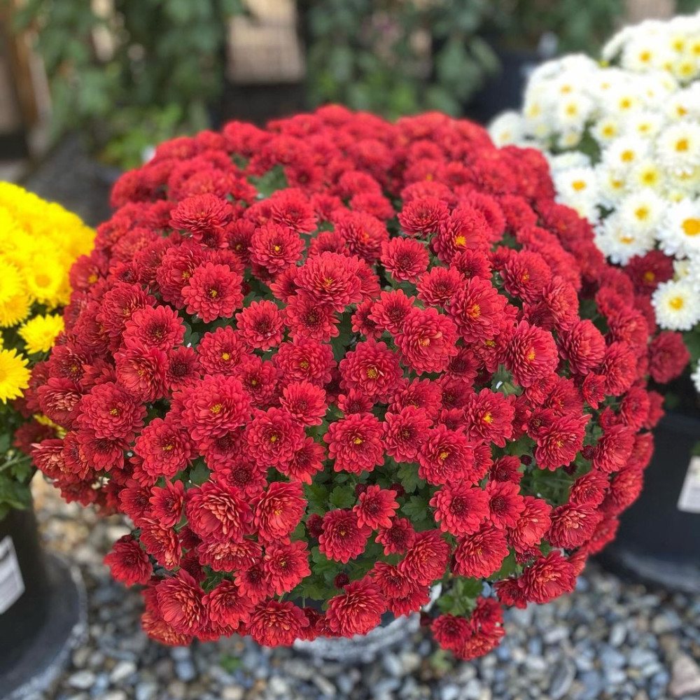 轻松长成 花球 的4种植物 养花的人至少有1种 谁见了都喜欢 腾讯新闻