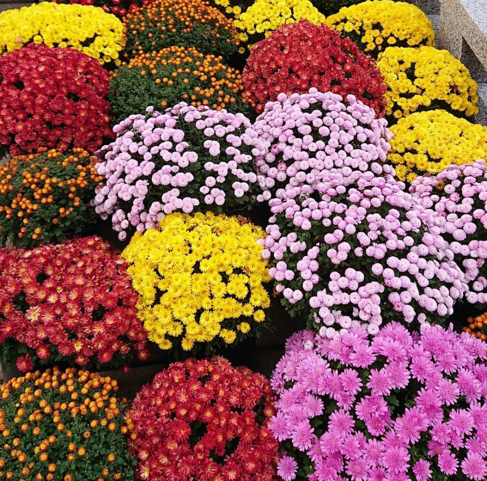 轻松长成 花球 的4种植物 养花的人至少有1种 谁见了都喜欢 腾讯新闻