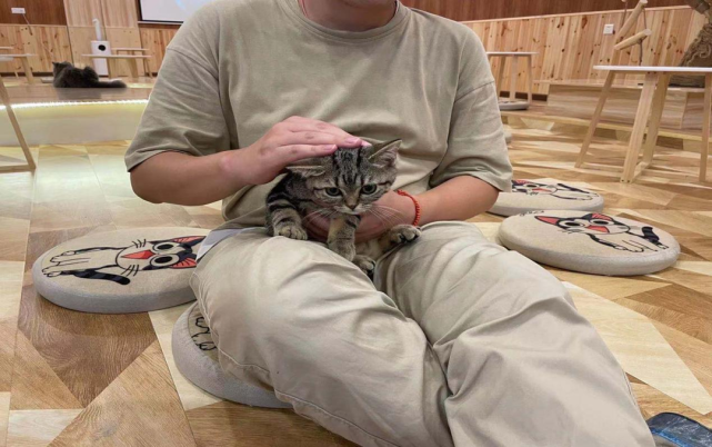 我们体验了猫咖 发现并不挣钱 猫主子 家猫 日本 萌宠 猫咪