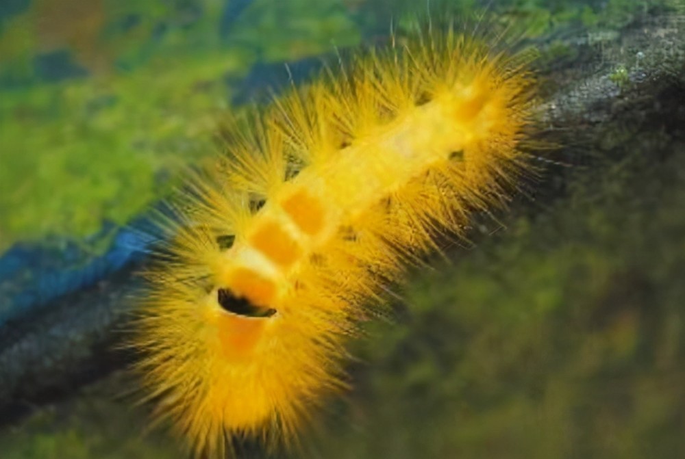 自然界十大怪异昆虫排行榜蜻蛉上榜 第二是 螳螂之王 腾讯新闻