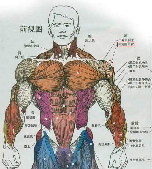 胳膊的肌肉图解图片