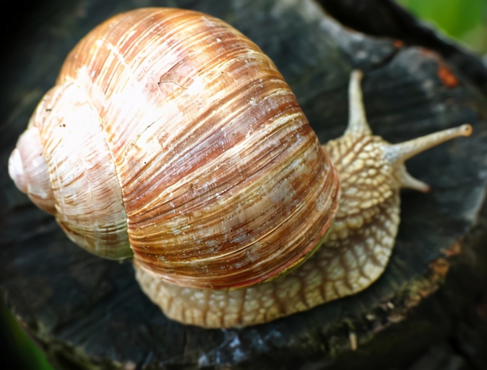 北京海关又截获29只盖罩大蜗牛,有何危害?