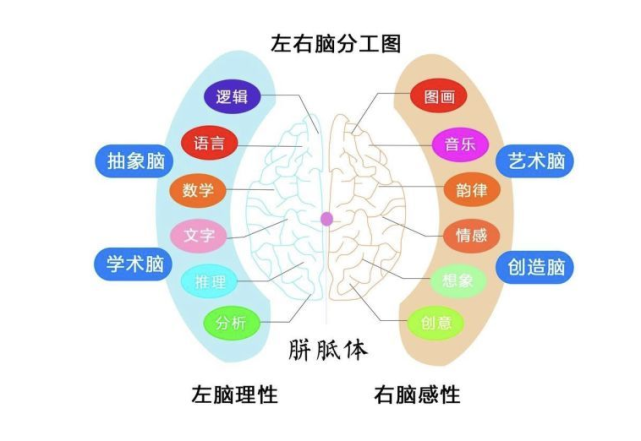 好好栽培将来容易成为学霸|儿童全脑思维训练|逻辑思维|孩子|大脑