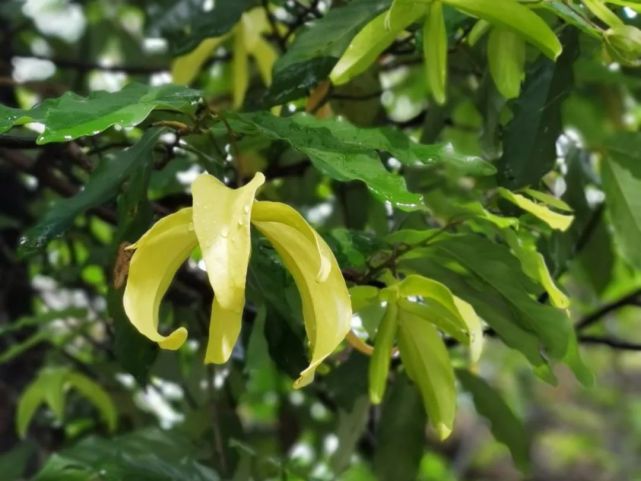 南国夏日奇葩 假鹰爪 园林 广西 鹰爪花 果实 花粉