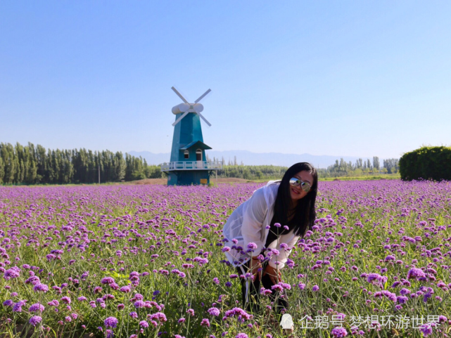 这块绿洲 位于我国面积最大的省 能看到薰衣草花海 腾讯新闻