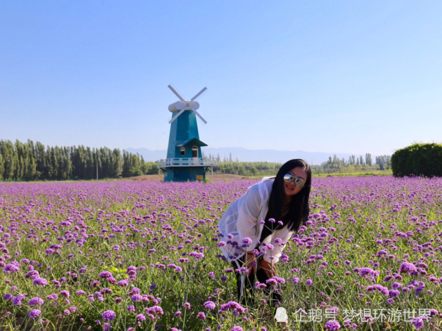 这块绿洲 位于我国面积最大的省 能看到薰衣草花海 腾讯网