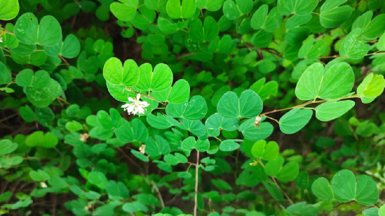 (被子植物門豆科羊蹄甲屬 bauhinia brachycarpa)