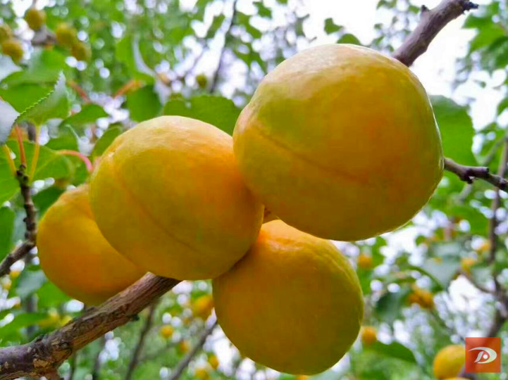 敦煌李广杏以它甜爽怡人的气息融化在大漠之洲