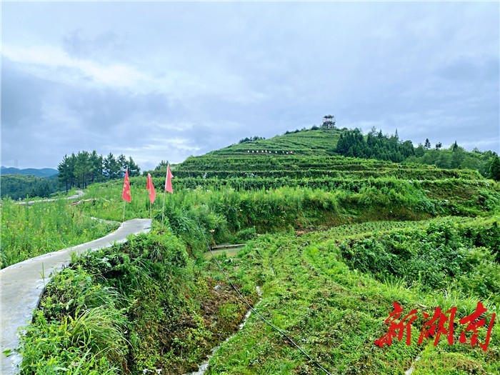 彭武学到泸溪县兴隆场镇调研白茶产业