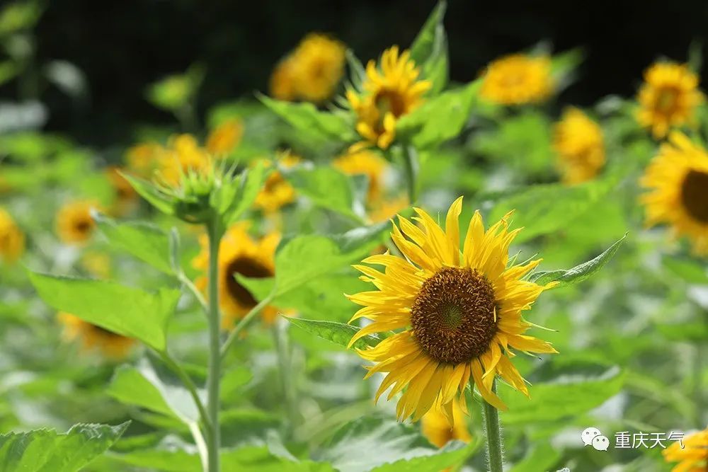 赏图 重庆南山向日葵盛放扮靓夏日 腾讯新闻