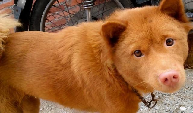 中華田園犬之五紅犬中華田園犬之北方大笨狗(東北獵犬)中華田園犬之蘇