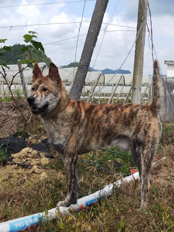 中华田园犬之虎斑犬中华田园犬之广西土猎犬今天给大家分享一下非常的