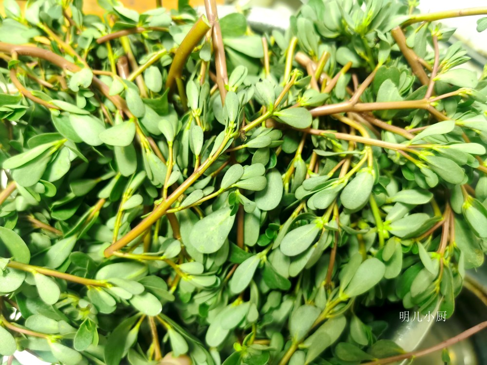 这野菜是"天然消炎药",夏天遇到别放过,常吃食疗效果就是好_腾讯新闻