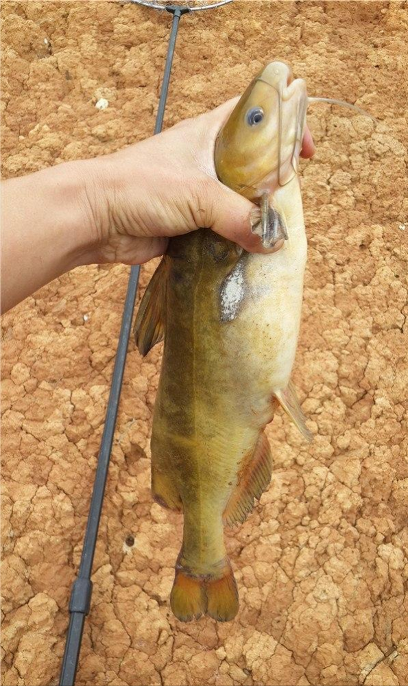 半米多长的黄辣丁?贵州男子夜钓遭遇巨型黄辣丁,网友:不可能