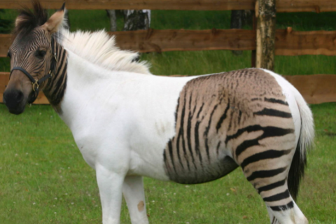 盘点世界上那些混血动物,斑马身驴头的动物,我还是第一次见