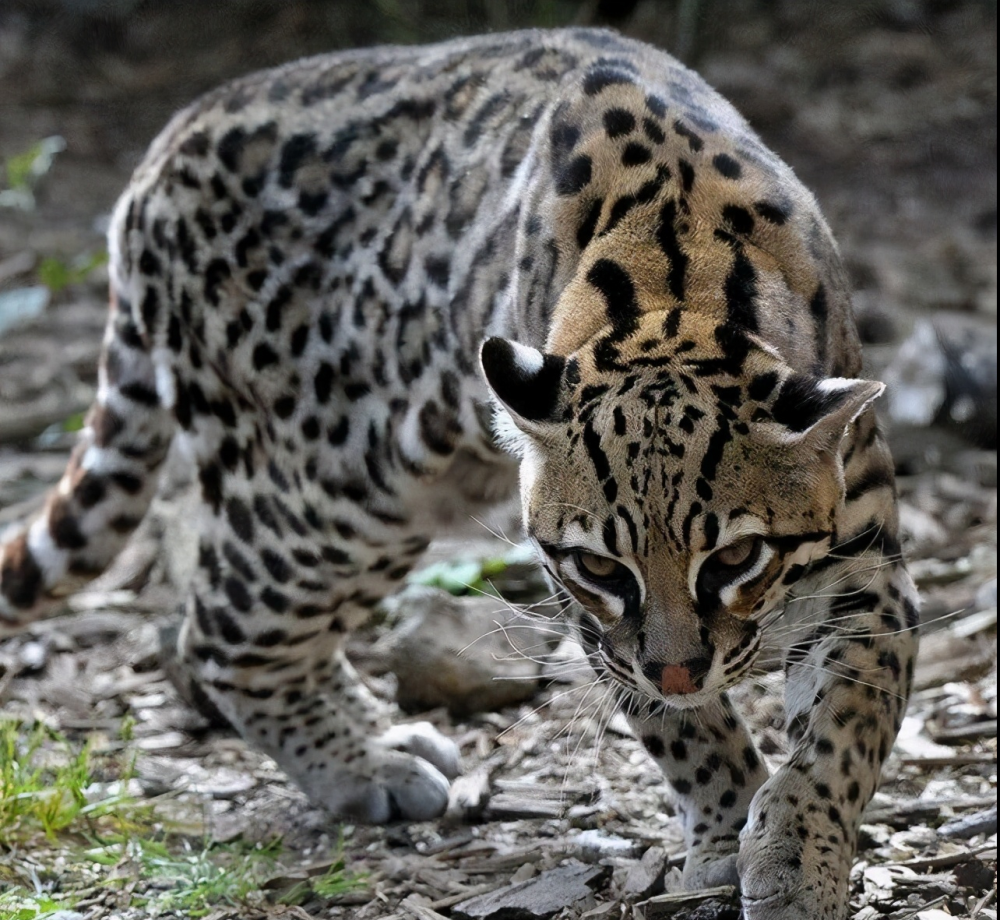 黑龙江三只"山猫"偷鸡反被杀,是国家保护动物,村民已被采取刑事强制