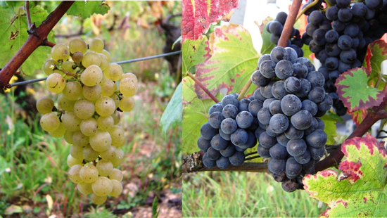 收藏史上最全的勃艮第葡萄酒入门指南