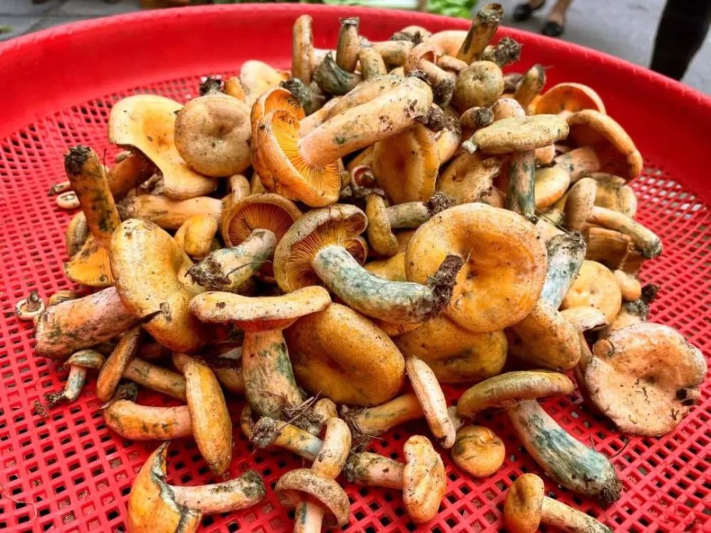 肯定又摆满了一篮篮新鲜野生菌最近的街头,路边,菜市场不出意外的话这