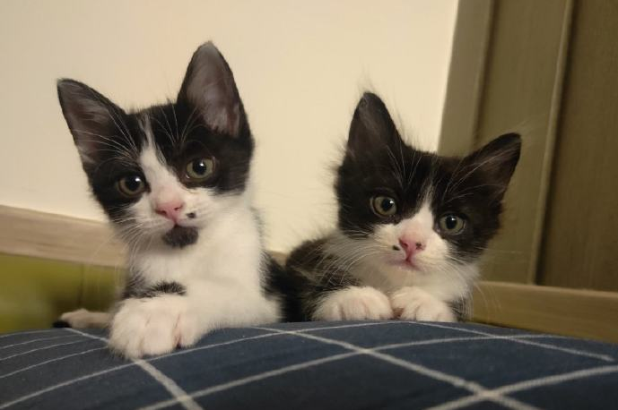 两只长着媒婆痣的奶牛猫,长大后一定特别受欢迎