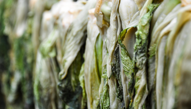 然后把这些菜运送到海边,洗去菜上的泥土晾干,因为这个海水里面有盐分