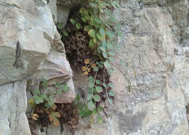 生于岩石上的野草居然能卖550元一斤原来它就是镇痛草