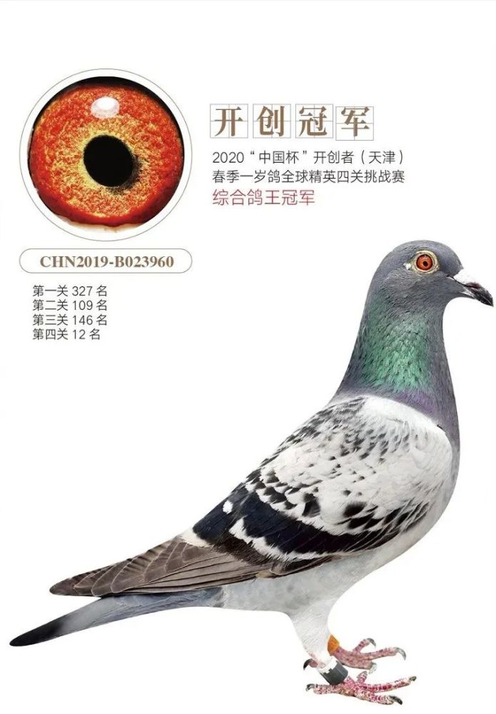 托尼威克高建鸥从北京大学走出来的赛鸽发烧友