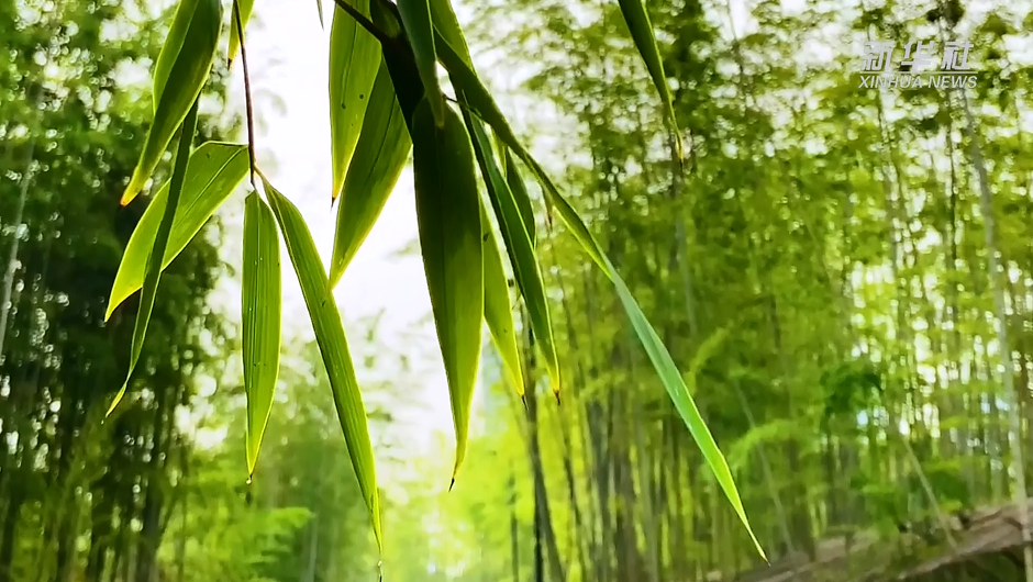 郁郁葱葱的竹林风来有声  月来有影在幽幽青竹下听风弄影暂抛凡俗喧嚣
