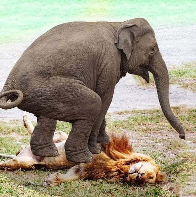 大象和獅子獅子是為數不多的能夠捕獵成年大象的動物,一群獅子團結