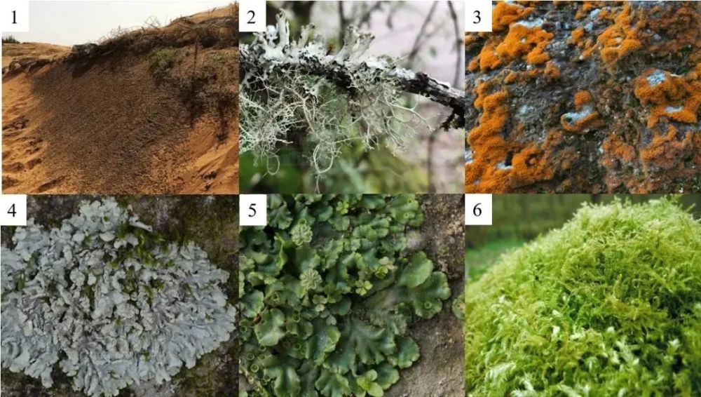 小矮人 苔藓如何发挥 大用途 全网搜