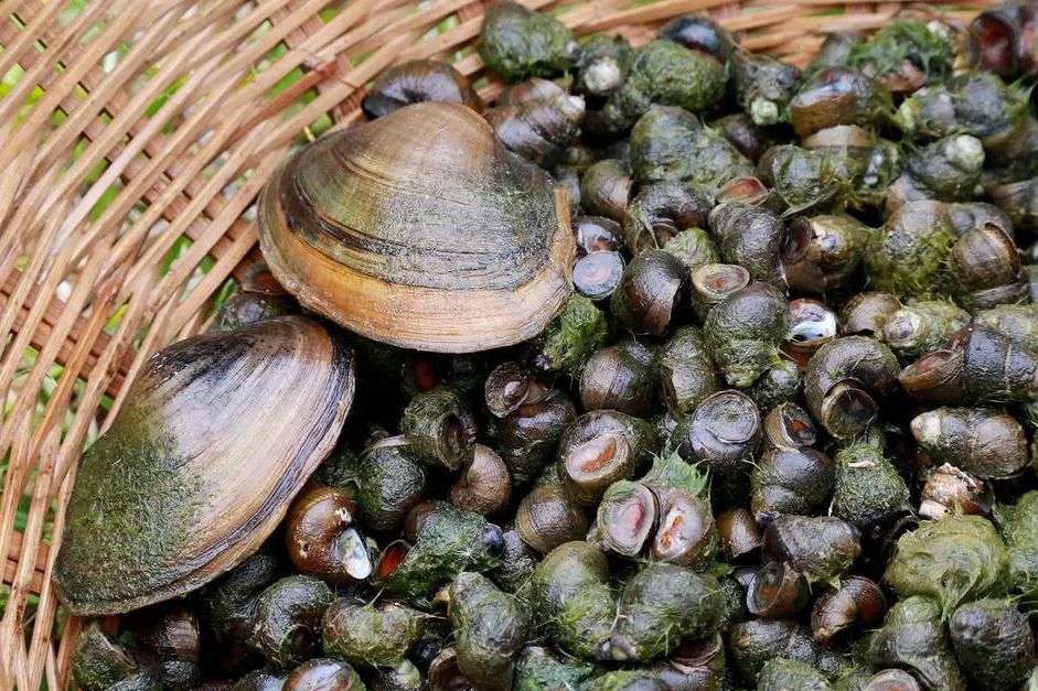 古稀老人摸螺蛳落水,最近河边有多滑?每颗螺蛳都长满了青苔