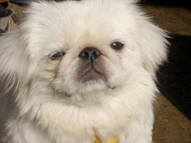 心仪女孩捡到的可爱小狮狮狗,让我替他抚养终成寄托