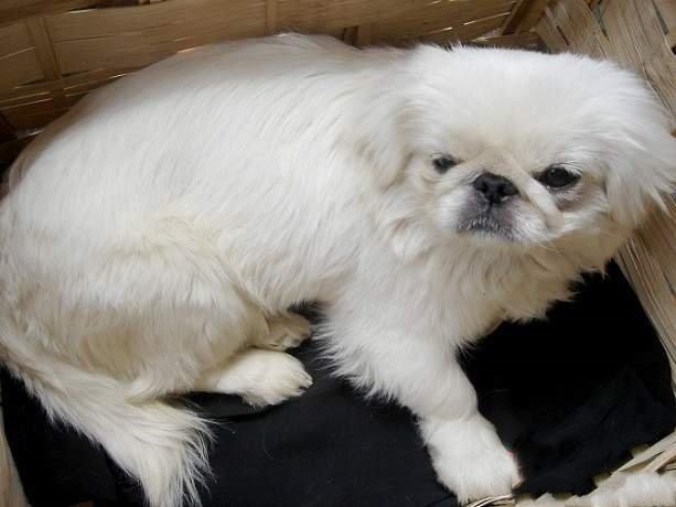 心仪女孩捡到的可爱小狮狮狗,让我替他抚养终成寄托