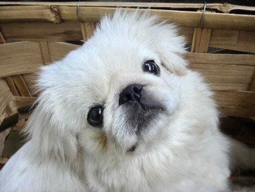 心仪女孩捡到的可爱小狮狮狗,让我替他抚养终成寄托