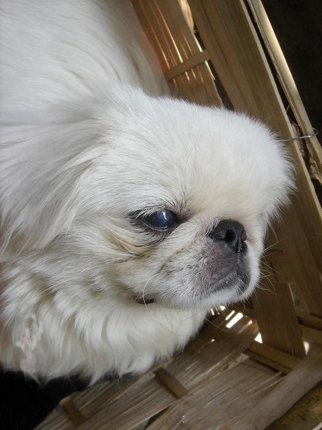 心仪女孩捡到的可爱小狮狮狗,让我替他抚养终成寄托