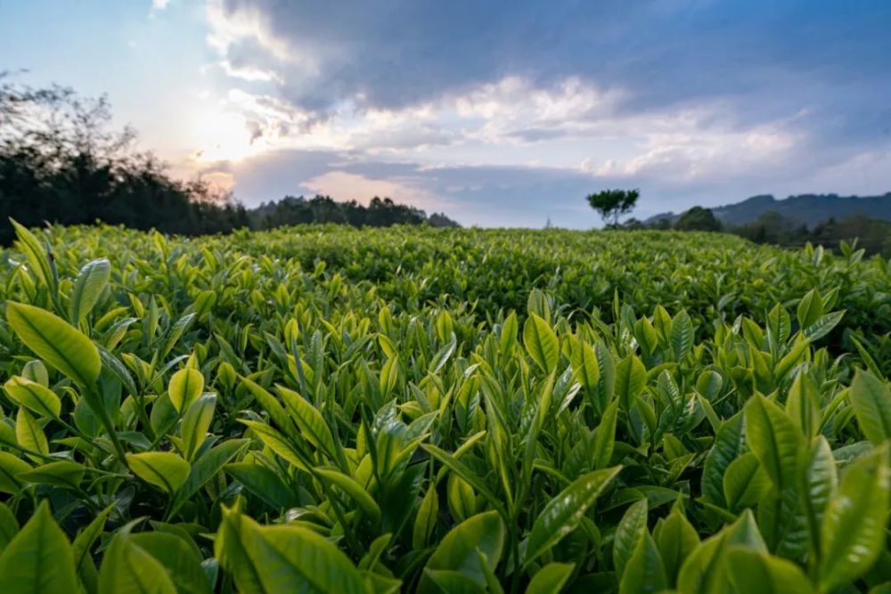 摄《古树茶》张生良 摄《光影如画》郑茜 摄《茶园下的阿昌寨(关璋村)