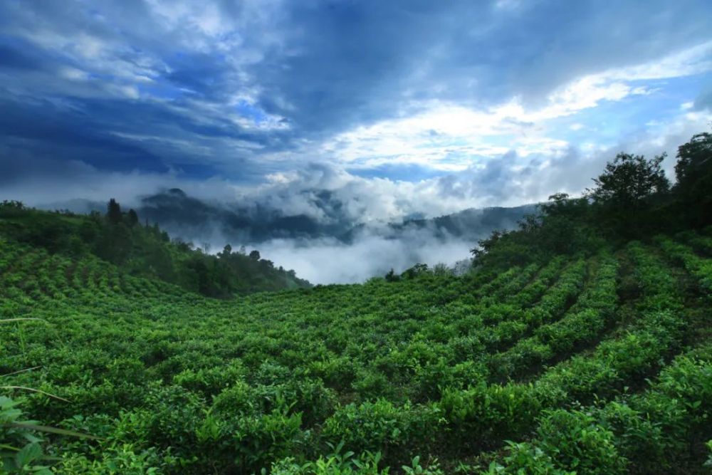 摄《古树茶》张生良 摄《光影如画》郑茜 摄《茶园下的阿昌寨(关璋村)