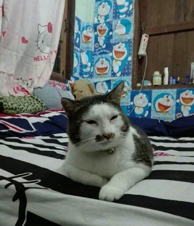 家有"丑猫"比赛,最后一个笑到我了!_腾讯新闻