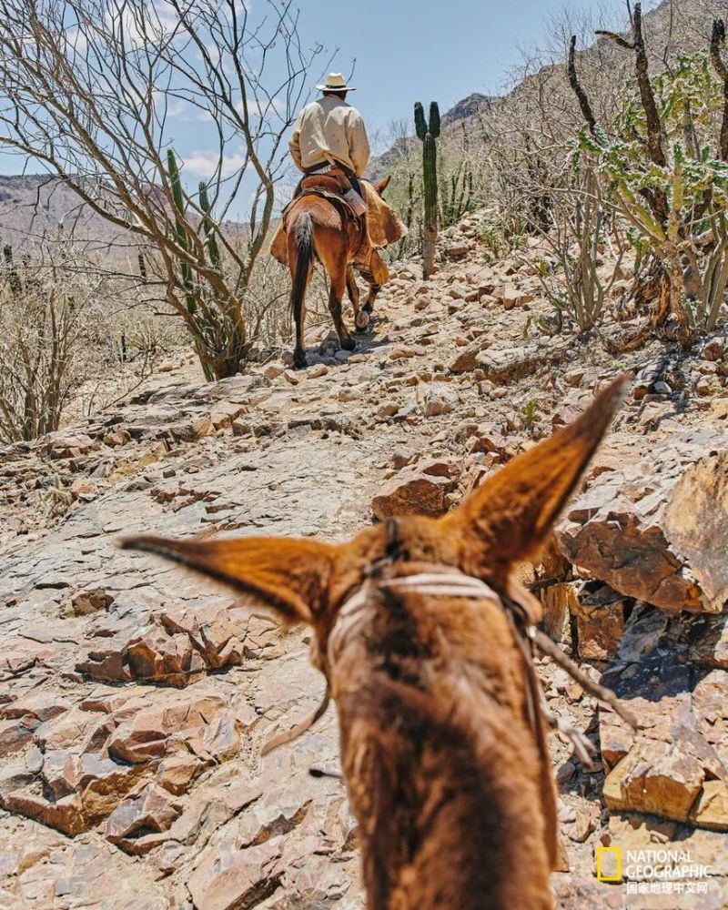 墨西哥牛仔,再也牛不起来了