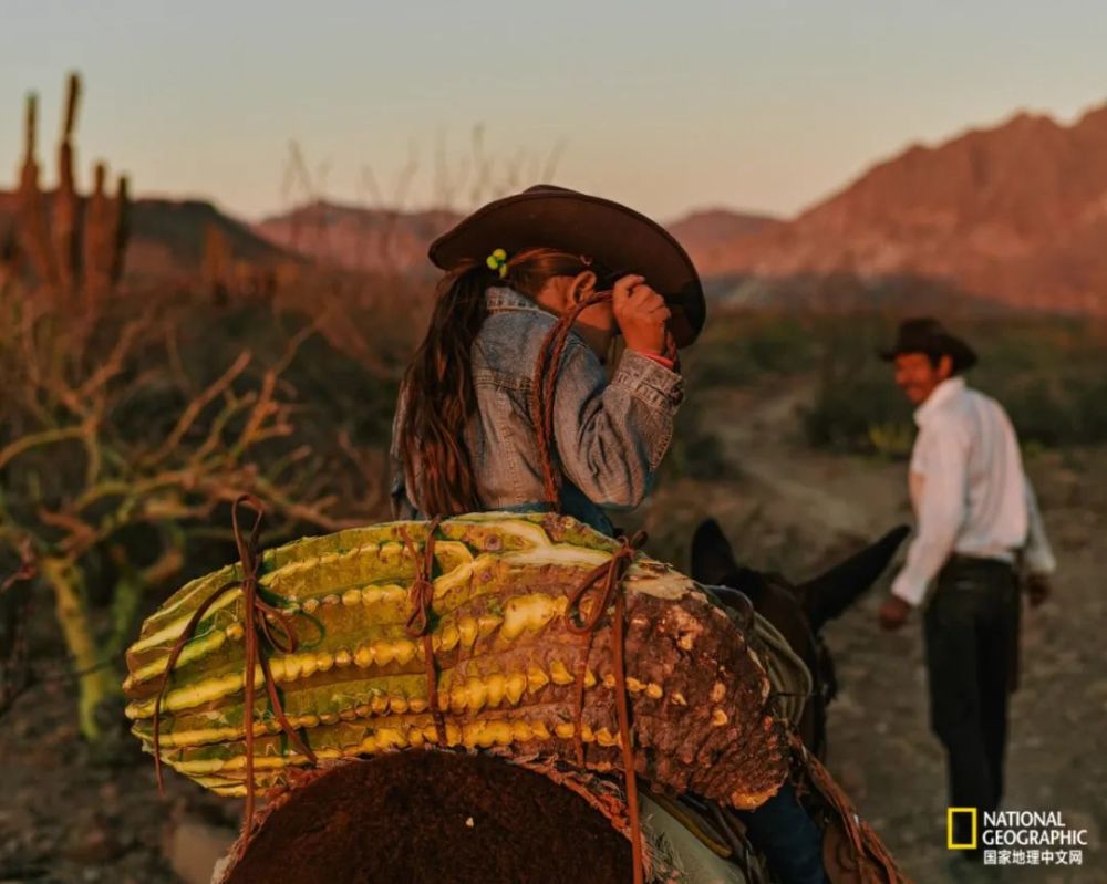 墨西哥牛仔,再也牛不起来了