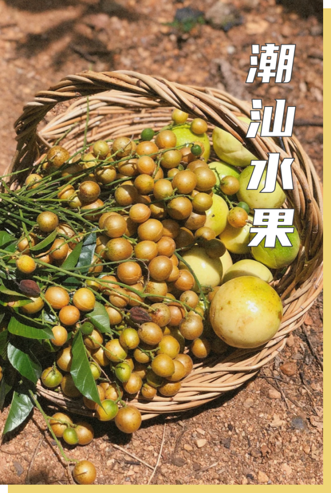 黄皮,油柑,橄榄……这些潮汕水果真让人上头!_腾讯新闻