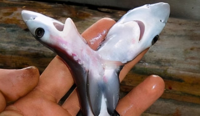 日本福岛县又出现新的"核辐射野猪",英媒拉响警报