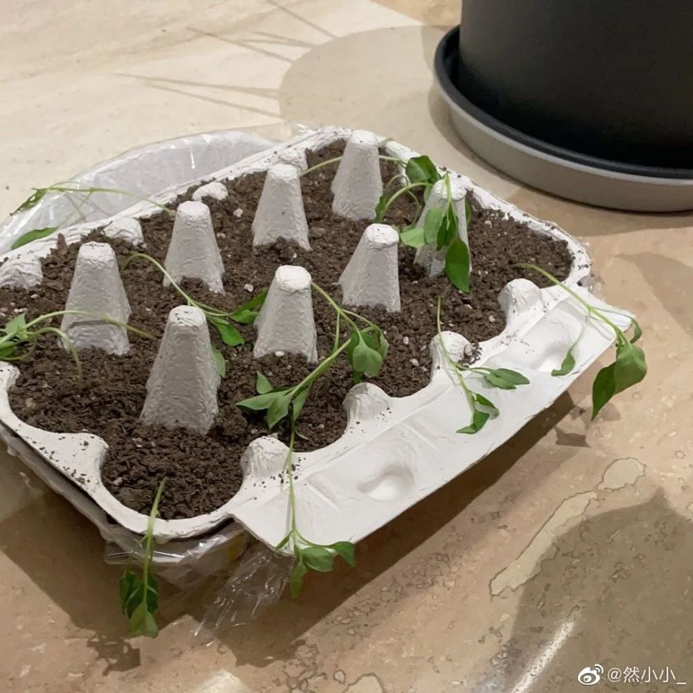 各种花盆,装快递的纸箱子不奢求面积大,能装土壤就行中国人有多爱种菜