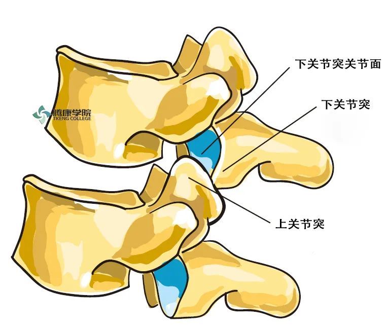 疼痛解剖學腰椎的功能解剖