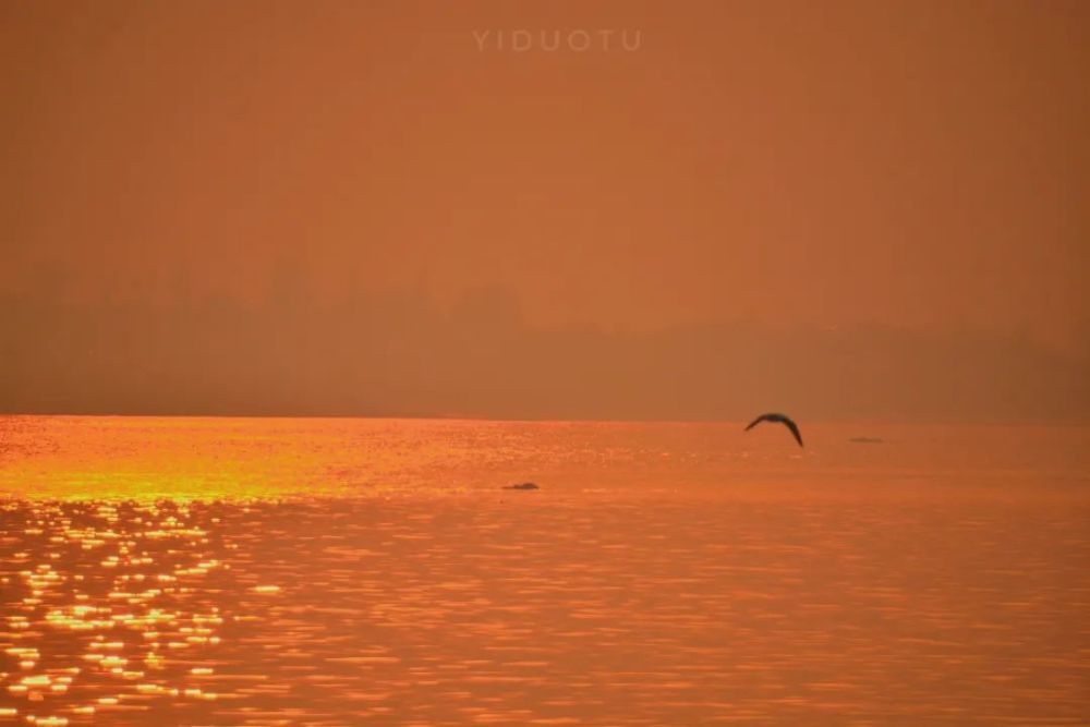 迈向七月69盛夏蟋蟀鸣晚风静