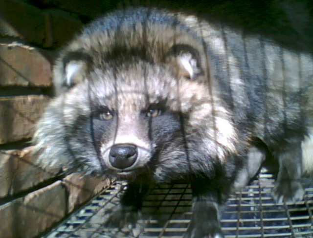 什么地方来的?湖北武汉一小区出现多只貉,专家:能够和人共处