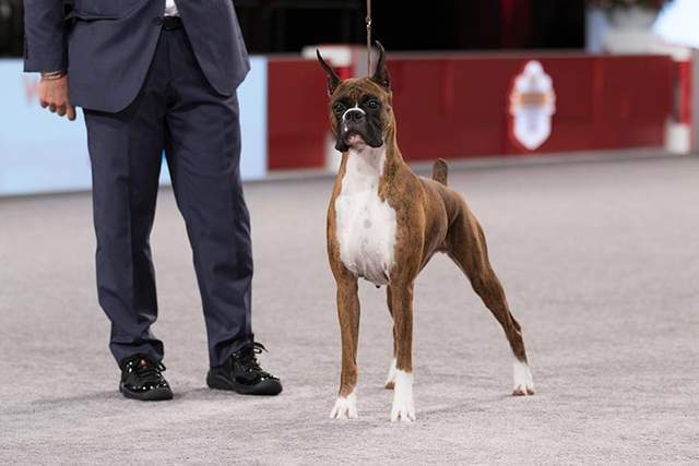 寻根问祖系列85拳狮犬boxer