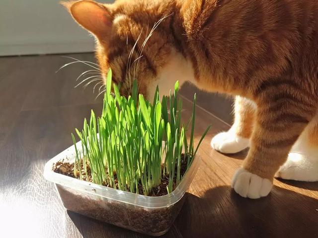 猫草是什么草 看猫咪对猫草的痴迷度 它知道自己是吃肉的吗 腾讯新闻