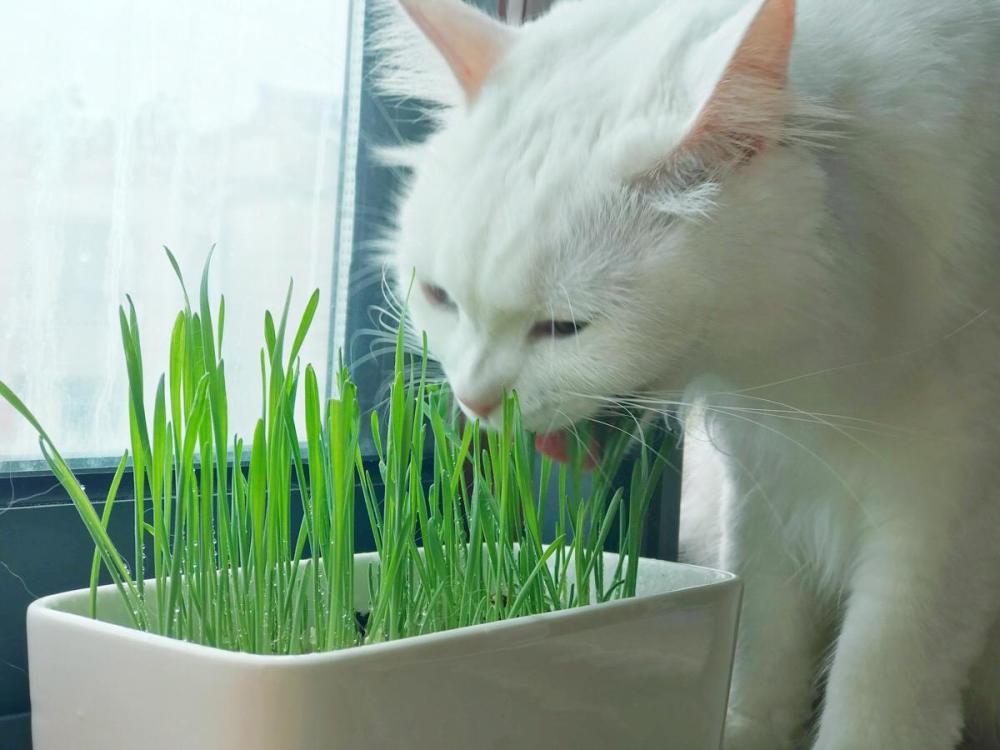 猫草是什么草 看猫咪对猫草的痴迷度 它知道自己是吃肉的吗 腾讯新闻