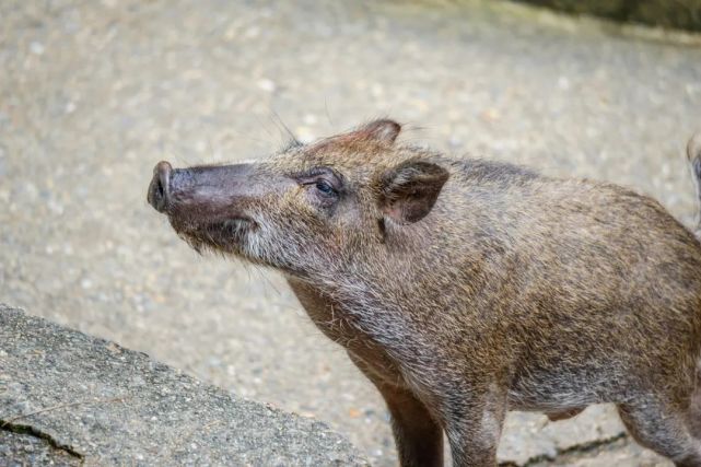 野猪正在占领日本福岛,数量或超10万头,还与家猪杂交产生新物种!